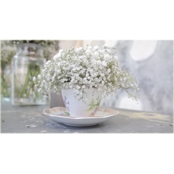 Nasiona Gipsówka mix szt.10 Nxx62